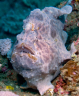 Various wildlife  - 2010