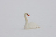 Rescue of mute swans on the Somerset Levels, Britain - 27 Dec 2010
