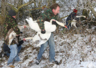 Rescue of mute swans on the Somerset Levels, Britain - 27 Dec 2010