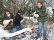 Rescue of mute swans on the Somerset Levels, Britain - 27 Dec 2010