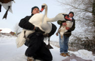 Rescue of mute swans on the Somerset Levels, Britain - 27 Dec 2010