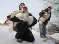 Rescue of mute swans on the Somerset Levels, Britain - 27 Dec 2010