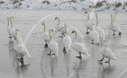 Rescue of mute swans on the Somerset Levels, Britain - 27 Dec 2010