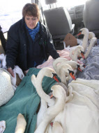 Rescue of mute swans on the Somerset Levels, Britain - 27 Dec 2010