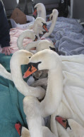 Rescue of mute swans on the Somerset Levels, Britain - 27 Dec 2010