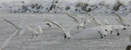 Rescue of mute swans on the Somerset Levels, Britain - 27 Dec 2010