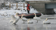 Rescue of mute swans on the Somerset Levels, Britain - 27 Dec 2010