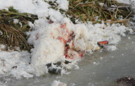 Rescue of mute swans on the Somerset Levels, Britain - 27 Dec 2010