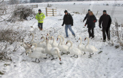 Rescue of mute swans on the Somerset Levels, Britain - 27 Dec 2010