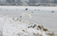 Rescue of mute swans on the Somerset Levels, Britain - 27 Dec 2010