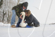 Rescue of mute swans on the Somerset Levels, Britain - 27 Dec 2010