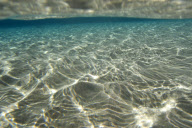 MARINE WILDLIFE