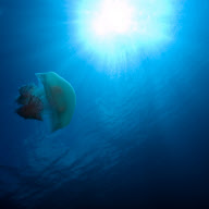 MARINE WILDLIFE