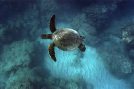MARINE WILDLIFE