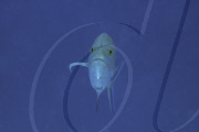 MARINE WILDLIFE