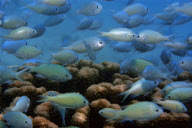 MARINE WILDLIFE