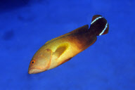 MARINE WILDLIFE