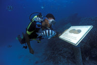 MARINE WILDLIFE