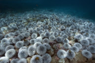 MARINE WILDLIFE