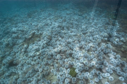 MARINE WILDLIFE