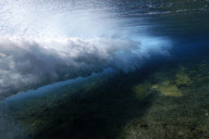 MARINE WILDLIFE