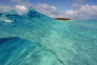 MARINE WILDLIFE