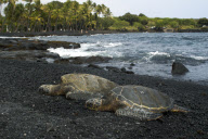 MARINE WILDLIFE
