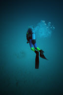 MARINE WILDLIFE