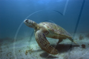 MARINE WILDLIFE