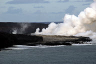 MARINE WILDLIFE