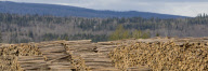 West Fraser lumber yard in Quesnel, British Columbia, Canada - 07 May 2009