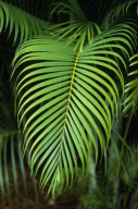 Plants CARIBBEAN