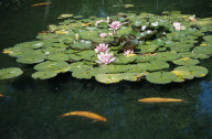 Koi Carp FISH