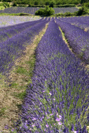Vaucluse Provence Cote d Azur FRANCE
