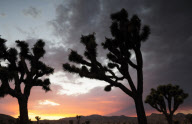USA Joshua Tree National Park