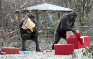 Gorillas unwrapping Christmas presents at Paignton Zoo, Devon, Britain - 24 Dec 2010