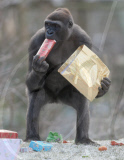 Gorillas unwrapping Christmas presents at Paignton Zoo, Devon, Britain - 24 Dec 2010
