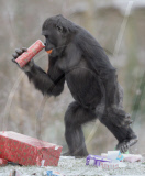 Gorillas unwrapping Christmas presents at Paignton Zoo, Devon, Britain - 24 Dec 2010
