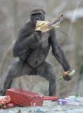 Gorillas unwrapping Christmas presents at Paignton Zoo, Devon, Britain - 24 Dec 2010