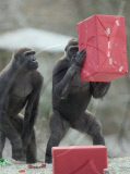 Gorillas unwrapping Christmas presents at Paignton Zoo, Devon, Britain - 24 Dec 2010