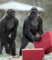 Gorillas unwrapping Christmas presents at Paignton Zoo, Devon, Britain - 24 Dec 2010