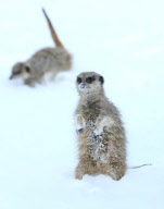 Meerkats in the snow at Axe Valley Bird and Animal Park, Axminster, Devon, Britain - 27 Dec 2010