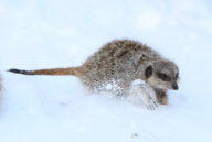 Meerkats in the snow at Axe Valley Bird and Animal Park, Axminster, Devon, Britain - 27 Dec 2010