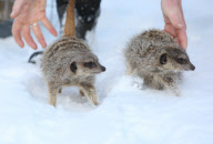 Meerkats in the snow at Axe Valley Bird and Animal Park, Axminster, Devon, Britain - 27 Dec 2010