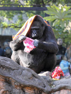 Western Lowland Gorillas eating their Christmas presents in Ueno Zoo, Tokyo, Japan - 25 Dec 2010