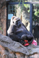 Western Lowland Gorillas eating their Christmas presents in Ueno Zoo, Tokyo, Japan - 25 Dec 2010