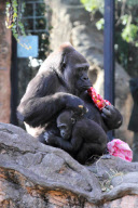 Western Lowland Gorillas eating their Christmas presents in Ueno Zoo, Tokyo, Japan - 25 Dec 2010