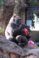 Western Lowland Gorillas eating their Christmas presents in Ueno Zoo, Tokyo, Japan - 25 Dec 2010