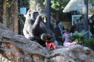 Western Lowland Gorillas eating their Christmas presents in Ueno Zoo, Tokyo, Japan - 25 Dec 2010