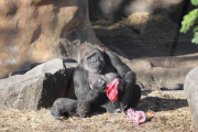 Western Lowland Gorillas eating their Christmas presents in Ueno Zoo, Tokyo, Japan - 25 Dec 2010